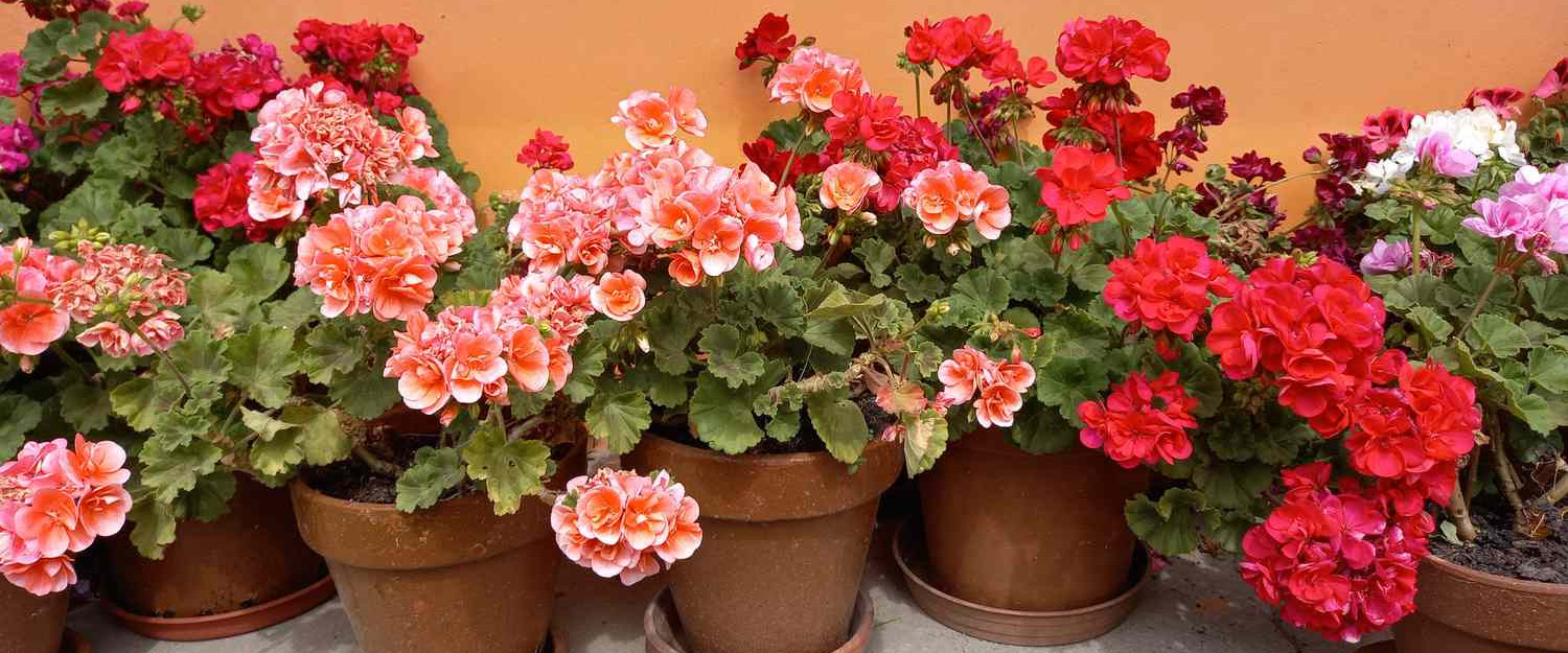 Artificial Plant Store -Artificial Plant Store 2