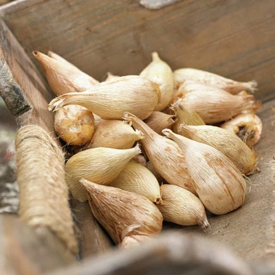 75ct Grand Freesia & Ranunculus Blend Bulbs - Van Zyverden 3 75ct Grand Freesia & Ranunculus Blend Bulbs - Van Zyverden