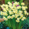 Van Zyverden 30ct Bulbs Narcissus Award Winning Perennial Deer Resistant Daffodil Blends 2 Van Zyverden 30ct Bulbs Narcissus Award Winning Perennial Deer Resistant Daffodil Blends -Artificial Plant Store GUEST 0246e1f2 b06d 4853 b15c 1fb1460bea0d