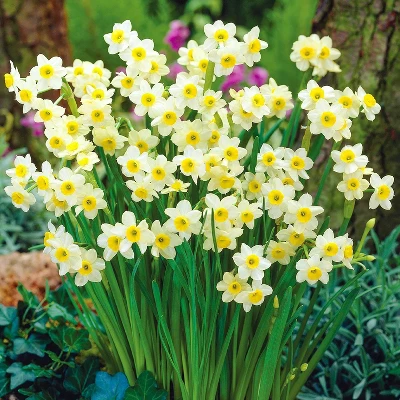 Van Zyverden 30ct Bulbs Narcissus Award Winning Perennial Deer Resistant Daffodil Blends 3 Van Zyverden 30ct Bulbs Narcissus Award Winning Perennial Deer Resistant Daffodil Blends