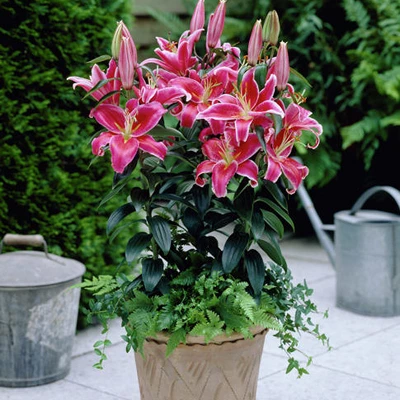 Lilies Oriental Stargazer - Set Of 12 Bulbs - Van Zyverden 4 Lilies Oriental Stargazer - Set Of 12 Bulbs - Van Zyverden - Image 2