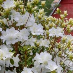 2.25gal Pleasant White Azalea Plant With White Blooms - National Plant Network 6 2.25gal Pleasant White Azalea Plant With White Blooms - National Plant Network -Artificial Plant Store GUEST 0415f38c e281 481e a1ae 9507555063fe
