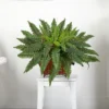 Nearly Natural Boston Fern In Metallic Planter -Artificial Plant Store GUEST 04bb8e32 ca05 41cd 9abe 4df7d04099d8