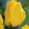 25ct Tulips Golden Apeldoorn Bulbs - Van Zyverden 2 25ct Tulips Golden Apeldoorn Bulbs - Van Zyverden -Artificial Plant Store GUEST 04dea038 e9a4 431f 88c9 bdb220c6d75f