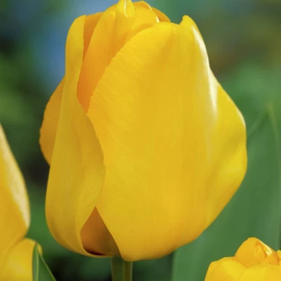 25ct Tulips Golden Apeldoorn Bulbs - Van Zyverden 3 25ct Tulips Golden Apeldoorn Bulbs - Van Zyverden