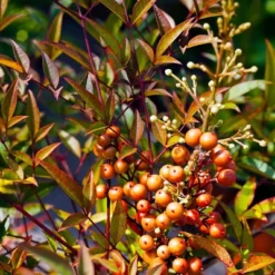National Plant Network Outdoor Live Gulf Stream Nandina Plant - 1ct 1gal -Artificial Plant Store GUEST 05f4d1e5 117c 4fbe 96dc 36dbe99e46cf