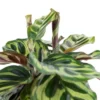 6" Calathea Peacock Plant - National Plant Network 1 6" Calathea Peacock Plant - National Plant Network -Artificial Plant Store GUEST 066eaef7 9dce 4d5a be8d 673a1b133b32 1