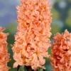 10ct Hyacinths Gipsy Queen Orange Bulbs - Van Zyverden 1 10ct Hyacinths Gipsy Queen Orange Bulbs - Van Zyverden -Artificial Plant Store GUEST 07050e90 1daa 4be8 9e30 dd033f8f4409