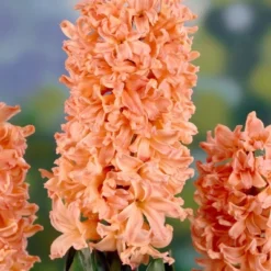 10ct Hyacinths Gipsy Queen Orange Bulbs - Van Zyverden