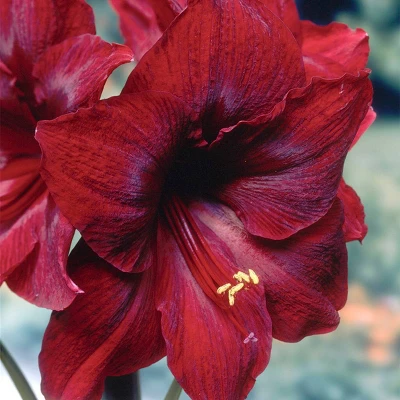 Van Zyverden Mega Amaryllis Red Pearl Flower Bulb 4 Van Zyverden Mega Amaryllis Red Pearl Flower Bulb - Image 2