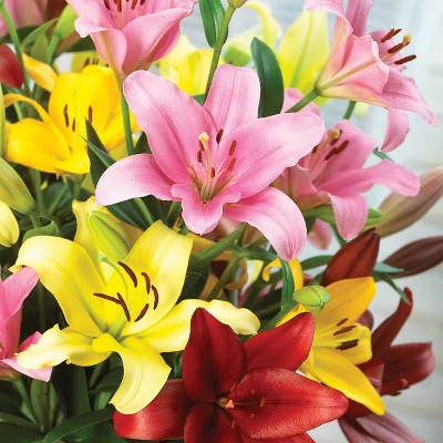 Van Zyverden 3ct Bulbs Lilies Asiatic Mixed 7 Van Zyverden 3ct Bulbs Lilies Asiatic Mixed - Image 5