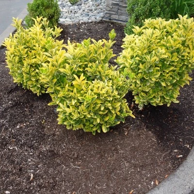 National Plant Network Outdoor Live Golden Euonymus Plant - 1ct 2.25gal 6 National Plant Network Outdoor Live Golden Euonymus Plant - 1ct 2.25gal - Image 4