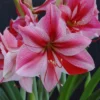 Van Zyverden Amaryllis Pink Flower Bulb With Artisan Decorative Planter -Artificial Plant Store GUEST 09794510 2d46 4dff afe7 4aae3f5e0ade