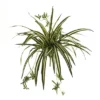 Nearly Natural 23-in Spider Plant Bush (Set Of 4) 1 Nearly Natural 23-in Spider Plant Bush (Set Of 4) -Artificial Plant Store GUEST 09de6736 b43c 47cd a9ff e789e357802b