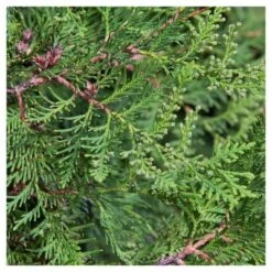 Arborvitae 'Emerald Green' 1pc - National Plant Network U.S.D.A Hardiness Zone 4-9 - 2.25 Gallon -Artificial Plant Store GUEST 0a325950 1112 4657 aa65 7d784506c851