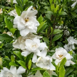 National Plant Network Live Outdoor Frostproof Gardenia Plant - 1ct 1gal 13 National Plant Network Live Outdoor Frostproof Gardenia Plant - 1ct 1gal -Artificial Plant Store GUEST 0a3b440a 4f51 4b31 9c64 5f051c18e334