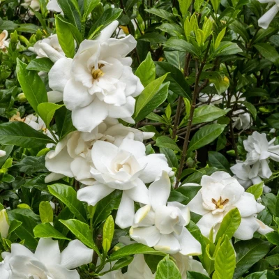 National Plant Network Live Outdoor Frostproof Gardenia Plant - 1ct 1gal 6 National Plant Network Live Outdoor Frostproof Gardenia Plant - 1ct 1gal - Image 4