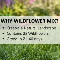 Jonathan Green Wildflower & Meadow Grass Mix – Vibrant Wildflower Seeds, Reseeding Perennials, Low Maintenance, 1 Lb (Covers 1,000 Sq Ft) 7 Jonathan Green Wildflower & Meadow Grass Mix – Vibrant Wildflower Seeds, Reseeding Perennials, Low Maintenance, 1 Lb (Covers 1,000 Sq Ft) -Artificial Plant Store GUEST 0a9aa755 d2bd 4ff3 af1c 1ae90e40ae47