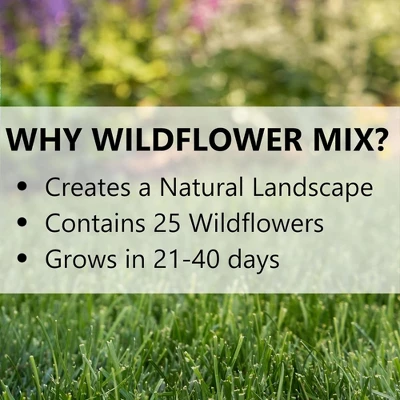 Jonathan Green Wildflower & Meadow Grass Mix – Vibrant Wildflower Seeds, Reseeding Perennials, Low Maintenance, 1 Lb (Covers 1,000 Sq Ft) 4 Jonathan Green Wildflower & Meadow Grass Mix – Vibrant Wildflower Seeds, Reseeding Perennials, Low Maintenance, 1 Lb (Covers 1,000 Sq Ft) - Image 2