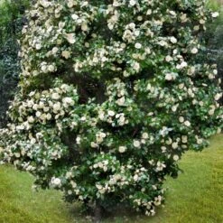 2.5qt Camellia Japonica Plant With White Blooms - National Plant Network 8 2.5qt Camellia Japonica Plant With White Blooms - National Plant Network -Artificial Plant Store GUEST 0aaaba70 373c 4db7 96ff 1c91363ea375