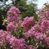 National Plant Network Pocomoke Dwarf Crepe Myrtle - 3gal 1 National Plant Network Pocomoke Dwarf Crepe Myrtle - 3gal -Artificial Plant Store GUEST 0b207c12 6292 44ce 8545 3fc6da6c5c69