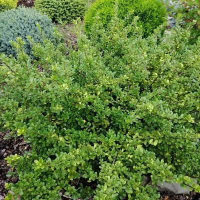 2.25gal Hoogendorn Holly Plant - National Plant Network 4 2.25gal Hoogendorn Holly Plant - National Plant Network - Image 2