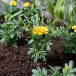 Amborella Organics 6pk Sucker For You Cards With Seed-Bearing Lollipops Flower Seeds -Artificial Plant Store GUEST 0e71b528 efbf 4bc4 af9f dedc5a2922b7