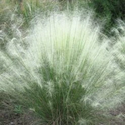 3pc White Muhly Grass With White Blooms - National Plant Network: Perennial Ornamental Grass, Full Sun, Zone 6-10 9 3pc White Muhly Grass With White Blooms - National Plant Network: Perennial Ornamental Grass, Full Sun, Zone 6-10 -Artificial Plant Store GUEST 0e8bafe3 3c16 4433 8f33 45ab8e79eb5a