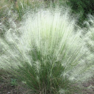 3pc White Muhly Grass With White Blooms - National Plant Network: Perennial Ornamental Grass, Full Sun, Zone 6-10 6 3pc White Muhly Grass With White Blooms - National Plant Network: Perennial Ornamental Grass, Full Sun, Zone 6-10 - Image 4