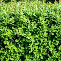 National Plant Network Outdoor Live Wintergreen Boxwood Plant - 1ct 1gal 17 National Plant Network Outdoor Live Wintergreen Boxwood Plant - 1ct 1gal -Artificial Plant Store GUEST 0e8d7d38 6b1e 44bd a8de 0b9e757b4bdf