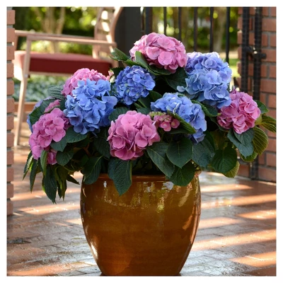 Hydrangea 'LA Dreamin' 3pc - National Plant Network - U.S.D.A. Hardiness Zones 5 - 10 4 Hydrangea 'LA Dreamin' 3pc - National Plant Network - U.S.D.A. Hardiness Zones 5 - 10 - Image 2