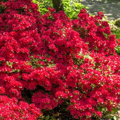 Azalea Midnite Flare 1pc - National Plant Network U.S.D.A Hardiness Zone 7-9: Sun/Shade Tolerant, Nursery Pot Included 7 Azalea Midnite Flare 1pc - National Plant Network U.S.D.A Hardiness Zone 7-9: Sun/Shade Tolerant, Nursery Pot Included - Image 5
