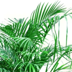 National Plant Network Live Indoor/Outdoor Majesty Palm Plant - 1ct 2.5qt -Artificial Plant Store GUEST 0fdd6211 f154 4f2a 9319 b39088d267d9