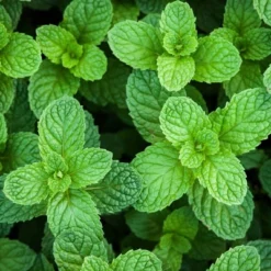 Burpee Herb ' Spearmint' 1pc Seasonal Grown In All U.S.D.A. Hardiness Zones National Plant Network 4" 10 Burpee Herb ' Spearmint' 1pc Seasonal Grown In All U.S.D.A. Hardiness Zones National Plant Network 4" -Artificial Plant Store GUEST 100e878e 266f 4bca acf5 de112cd579e7