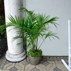 National Plant Network Live Indoor/Outdoor Majesty Palm Plant - 1ct 2.5qt -Artificial Plant Store GUEST 1042d964 02fd 4ed3 8080 dfa842cab4a7