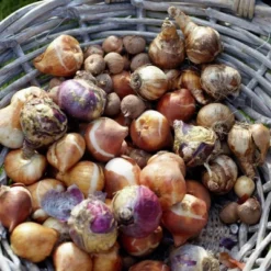 Van Zyverden 46ct Bulbs Multicolored Unison Spring Blooming Patio Planter Set -Artificial Plant Store GUEST 10b234b1 254a 4d4a 8e54 1c85e48c896d