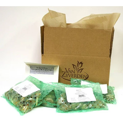 Van Zyverden 30ct Bulbs Narcissus Award Winning Perennial Deer Resistant Daffodil Blends 8 Van Zyverden 30ct Bulbs Narcissus Award Winning Perennial Deer Resistant Daffodil Blends - Image 6