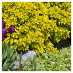 Euonymus 'Golden' 1pc In 2.5 Quarts Container - National Plant Network - U.S.D.A. Hardiness Zones 6 - 9 -Artificial Plant Store GUEST 117fac3e 599d 430e ae22 f8e3ee3a0924