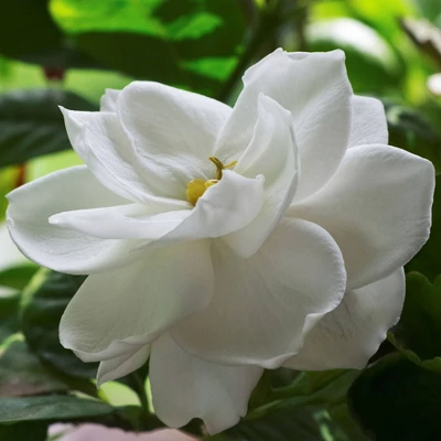2.25gal Radicans Gardenia Plant White Blooms - National Plant Network 4 2.25gal Radicans Gardenia Plant White Blooms - National Plant Network - Image 2