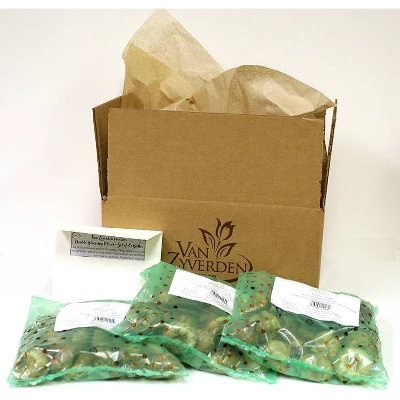 75ct Crocus Large Flowering Blend Bulbs - Van Zyverden 4 75ct Crocus Large Flowering Blend Bulbs - Van Zyverden - Image 2