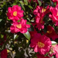 National Plant Network Live Outdoor Shi Shi Camellia Sasanqua Plant - 1ct 2.5qt -Artificial Plant Store GUEST 135de542 98f5 4775 aea4 959964d8cd48