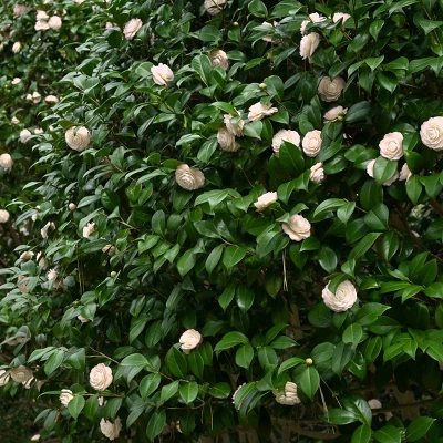 2.5qt Camellia Japonica Plant With White Blooms - National Plant Network 6 2.5qt Camellia Japonica Plant With White Blooms - National Plant Network - Image 4