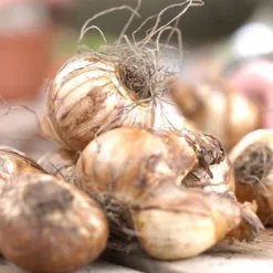 Van Zyverden 6ct Bulbs Narcissus Daffodils Kitchen Sink Mixture