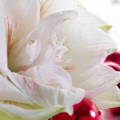 Van Zyverden Amaryllis White/Pink Nymph Flower Bulb 4 Van Zyverden Amaryllis White/Pink Nymph Flower Bulb - Image 2