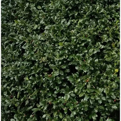National Plant Network Live Outdoor Nellie R. Stevens Holly Plant - 1ct 3gal 8 National Plant Network Live Outdoor Nellie R. Stevens Holly Plant - 1ct 3gal - Image 6