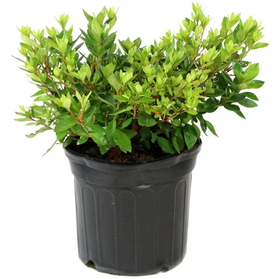 Encore Azalea Autumn 'Sunburst' 3gal U.S.D.A. Hardiness Zones 7-10 - 1pc - National Plant Network 5 Encore Azalea Autumn 'Sunburst' 3gal U.S.D.A. Hardiness Zones 7-10 - 1pc - National Plant Network - Image 3