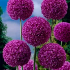 Van Zyverden Allium Purple Giganteum Flower Bulb -Artificial Plant Store GUEST 16e87122 7e30 4de9 83de 69e6b115190c
