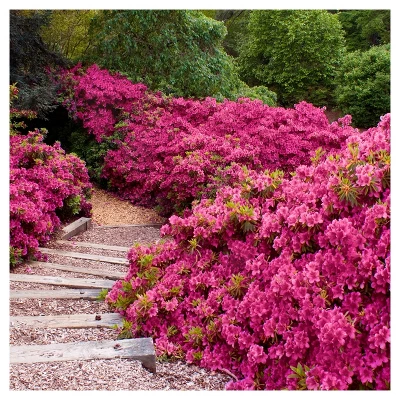 Azalea 'Rene Michelle' 1pc - National Plant Network - U.S.D.A. Hardiness Zones 5 - 8 4 Azalea 'Rene Michelle' 1pc - National Plant Network - U.S.D.A. Hardiness Zones 5 - 8 - Image 2