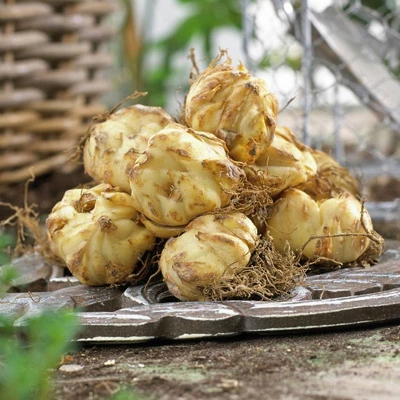 Van Zyverden 25ct Bulbs Lilies Asiatic Mixed 3 Van Zyverden 25ct Bulbs Lilies Asiatic Mixed