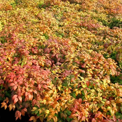 National Plant Network Outdoor Live Fire Power Nandina Plant - 1ct 1gal 9 National Plant Network Outdoor Live Fire Power Nandina Plant - 1ct 1gal - Image 7